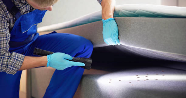 Wasp Removal Services in Danielson, CT