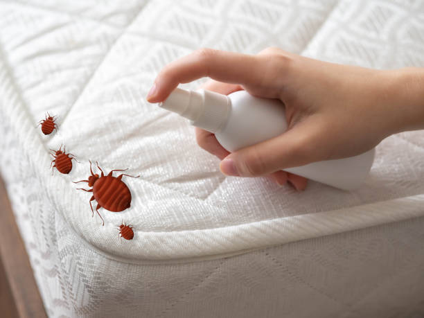 Best Exterminator Services  in Danielson, CT