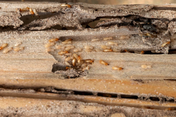 Best Affordable Pest Control Services  in Danielson, CT